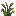 野生の稲