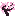 サクラの苗木